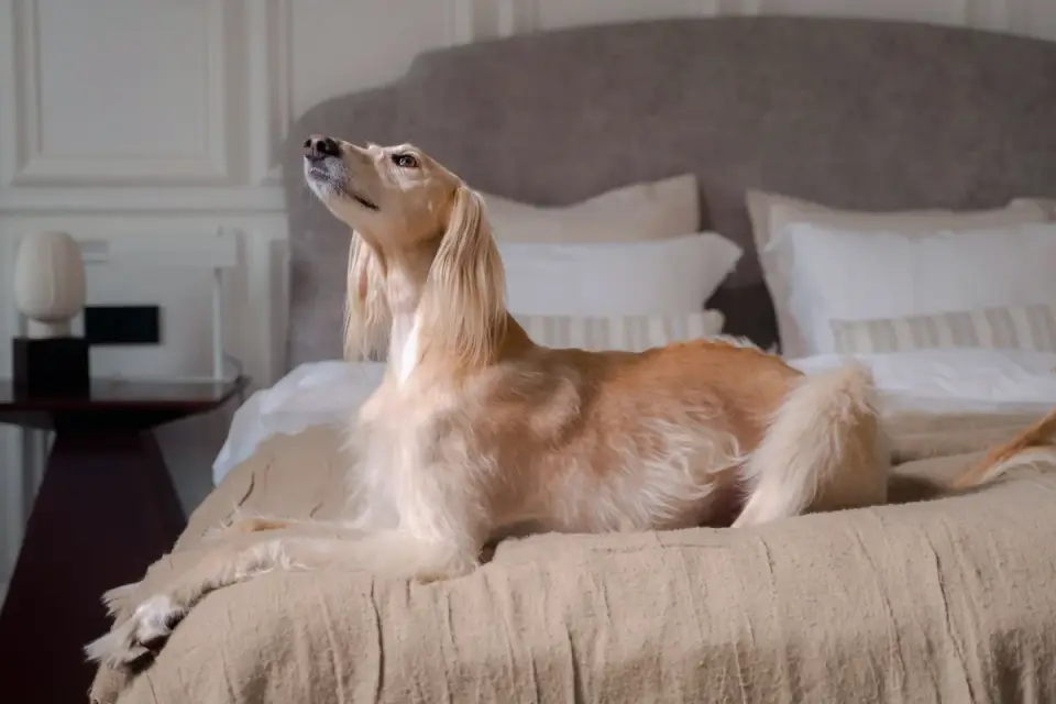A contented dog lying on a hotel bed, with an open suitcase visible in the foreground