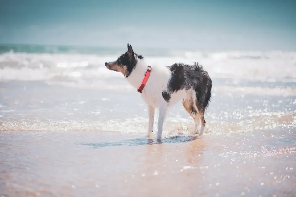 A dog drinking fresh water from a portable travel bowl on sand