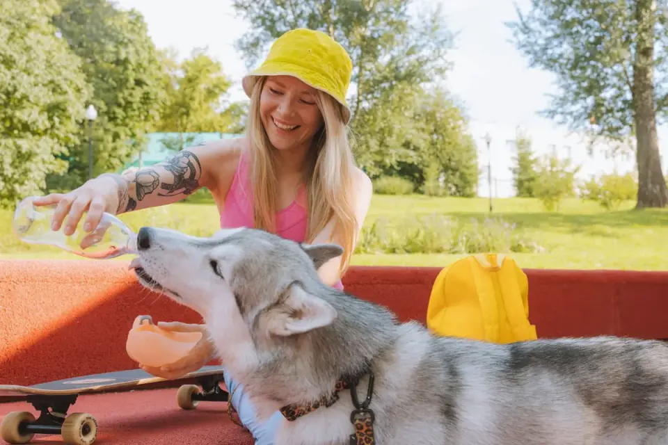 A dog drinking from a collapsible travel bowl beside a car