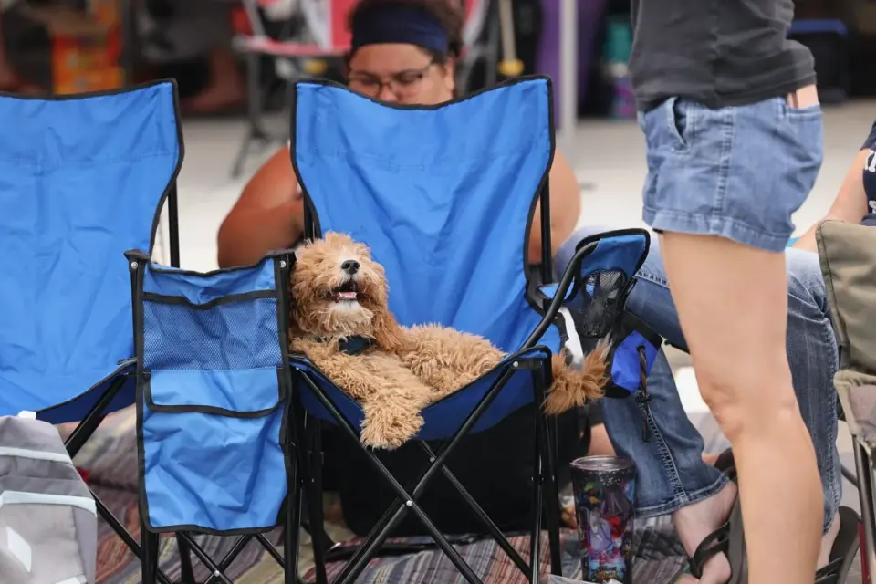 A dog drinking from a portable travel bowl at an outdoor rest stop