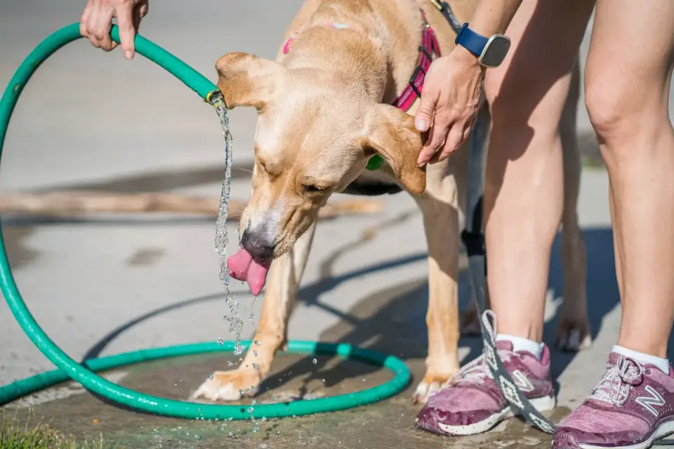 A dog drinking from a portable travel bowl at a highway rest stop