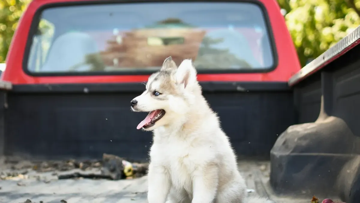 A dog inside a ventilated crate strapped down in the bed of a pickup truck