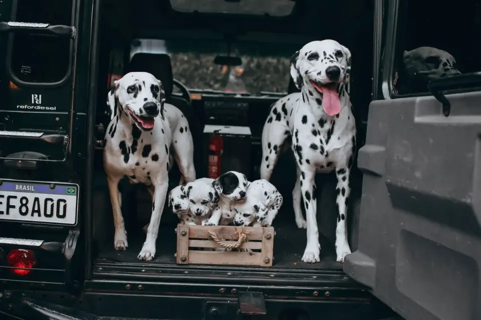 A dog jumping happily into the open cargo area of a car