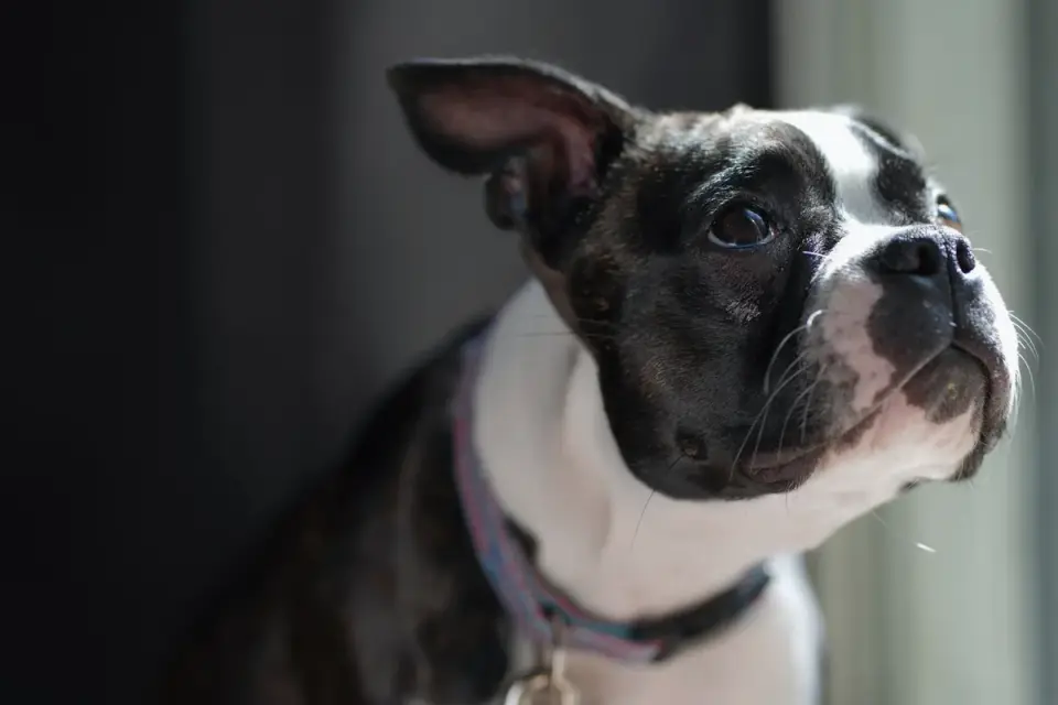 A dog leaning against the car window with visible drool on its chin