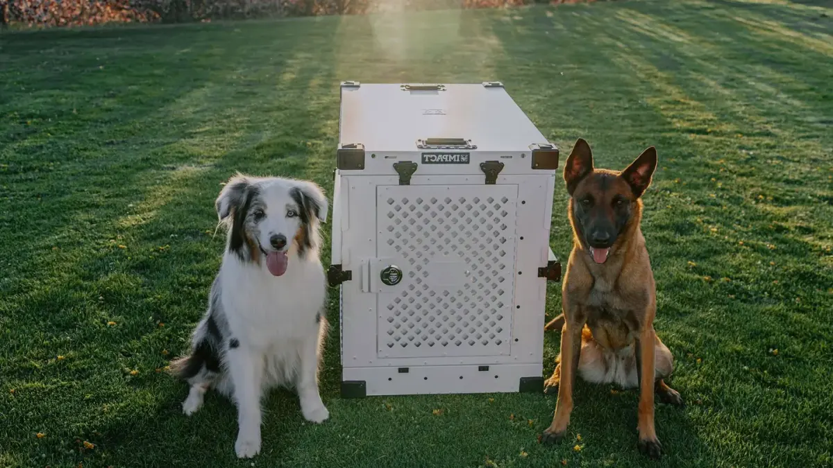 A dog lying calmly inside a secured travel crate in the back seat of a car