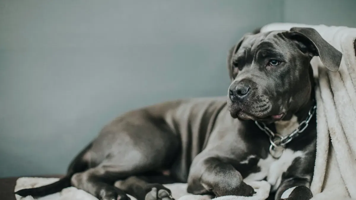 A dog lying curled up and drowsy on a bed at home