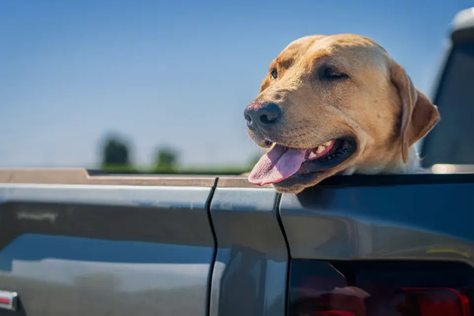 A dog lying down calmly in the back seat during a road trip rest stop