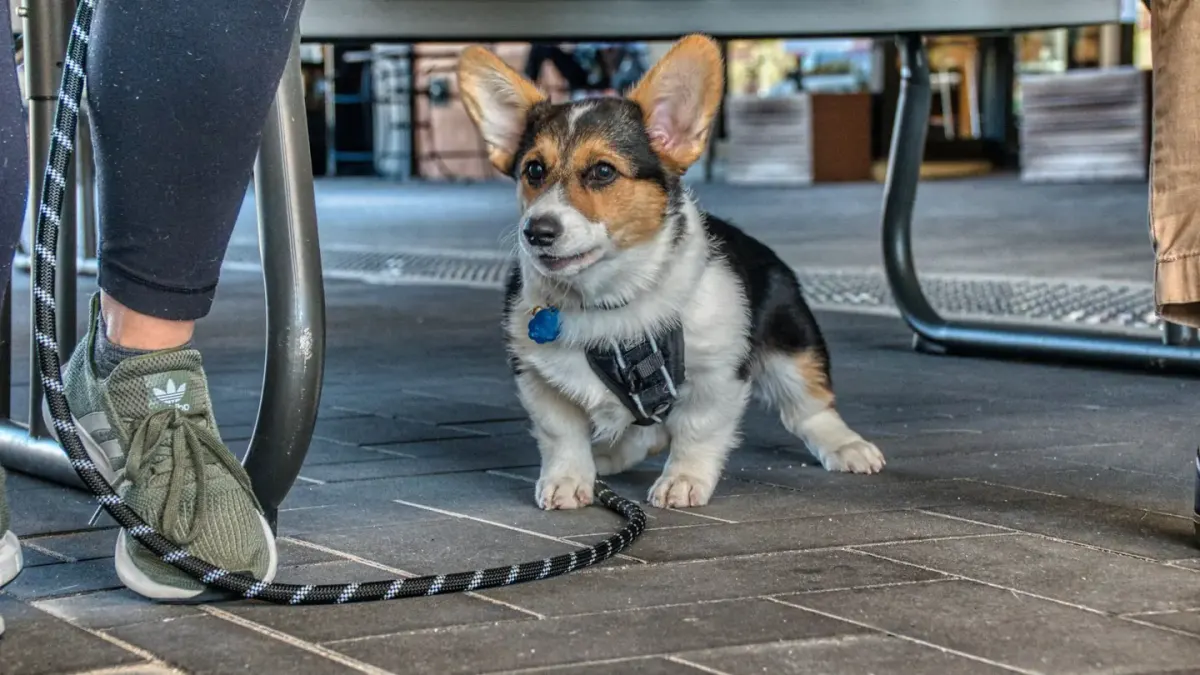 A dog on a leash walking near a car at a highway rest area