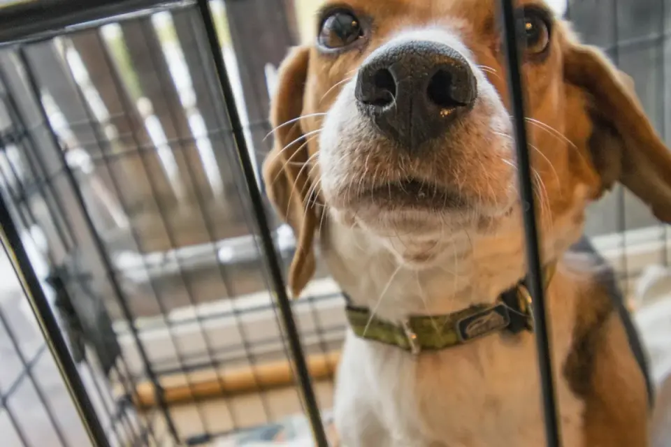 A dog panting heavily with visible drooling while riding in a car crate
