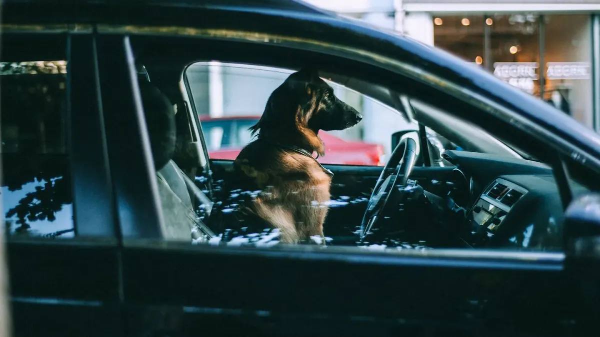 A dog panting while looking out from inside a parked car