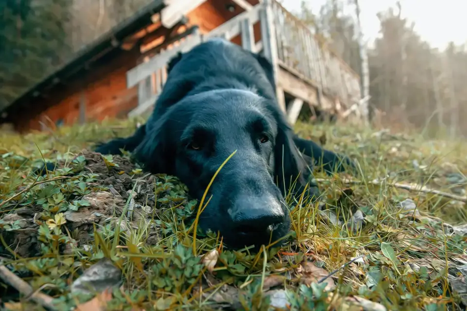 A dog resting comfortably at home while a pet sitter sits nearby