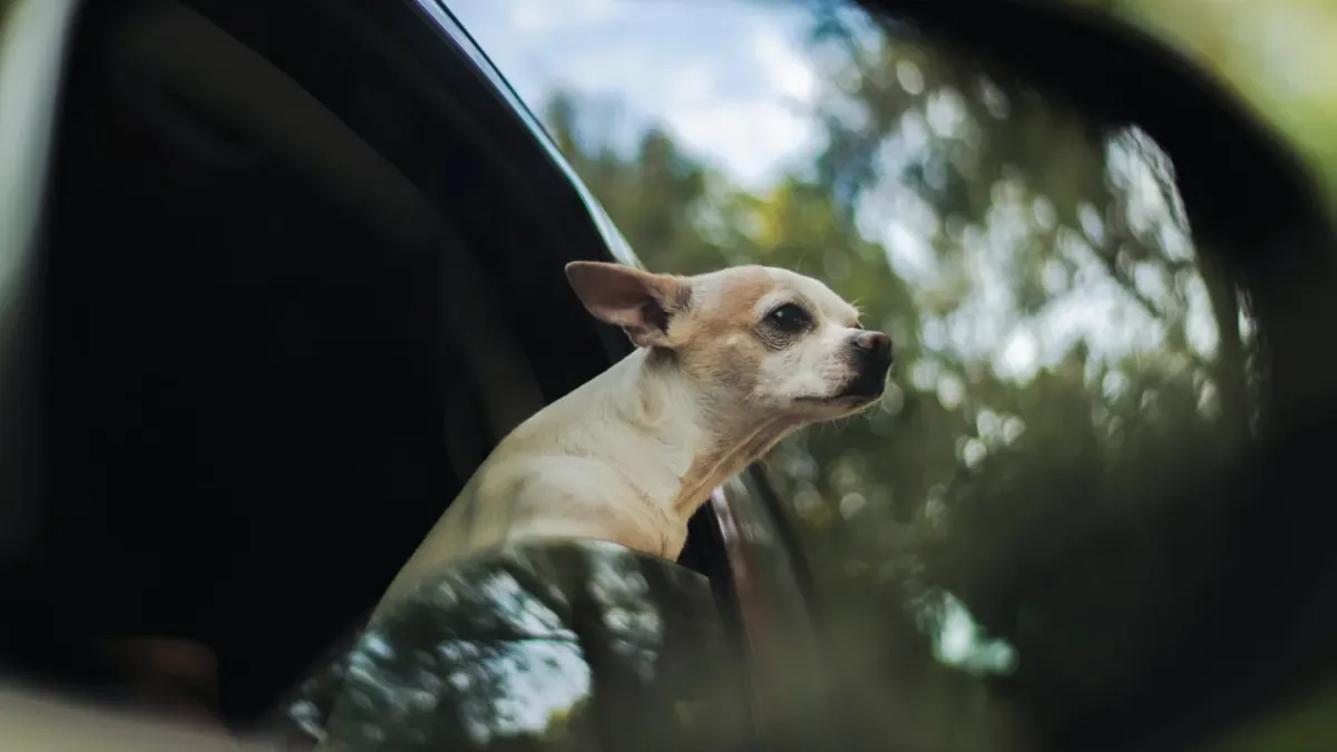A dog resting its chin on the edge of an open car window during a drive