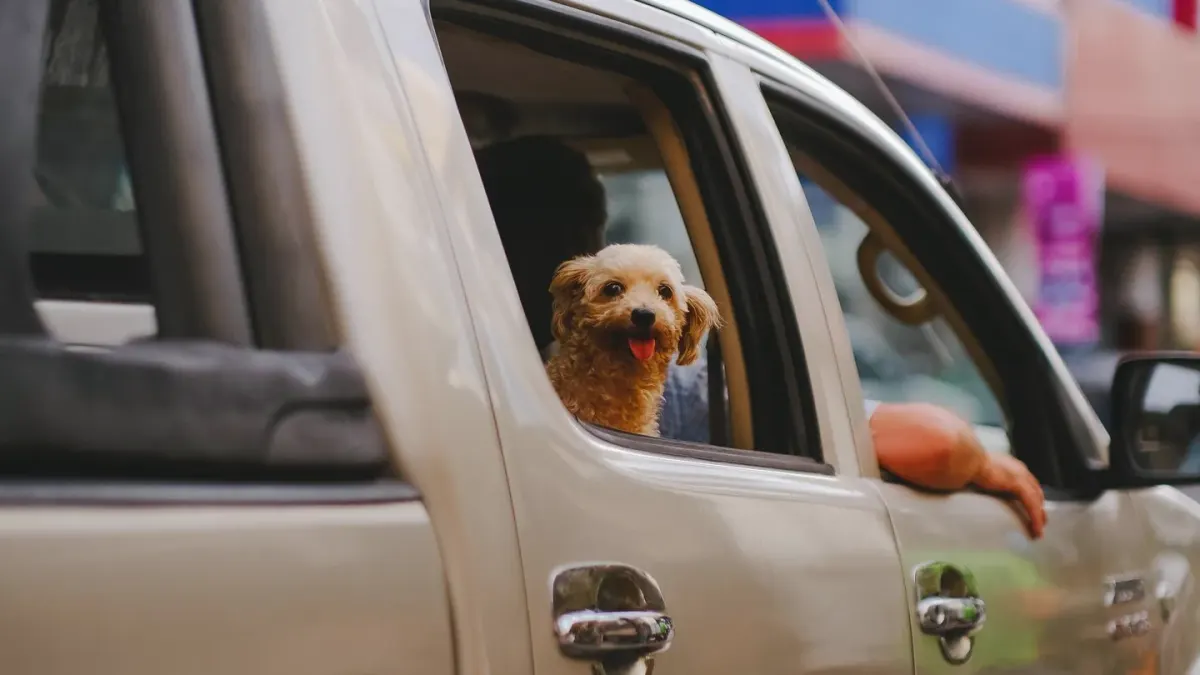 A dog resting its head near a partly open car window during a drive