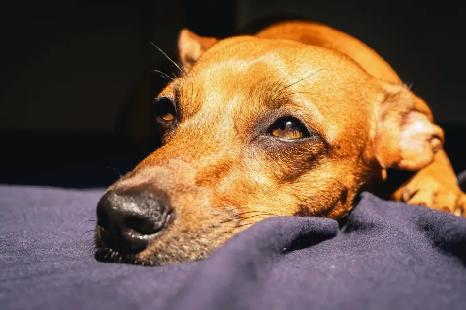 A dog resting on a blanket brought from home inside a hotel room