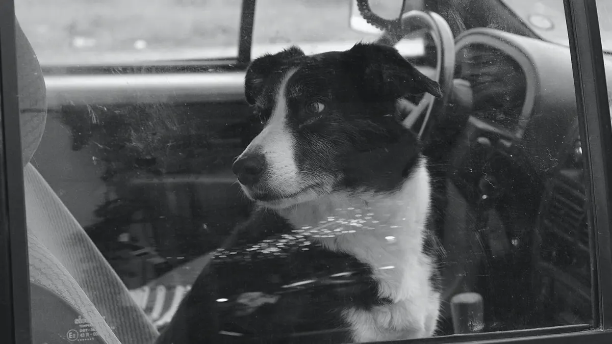 A dog secured in the back seat of a car, looking out the window during a drive