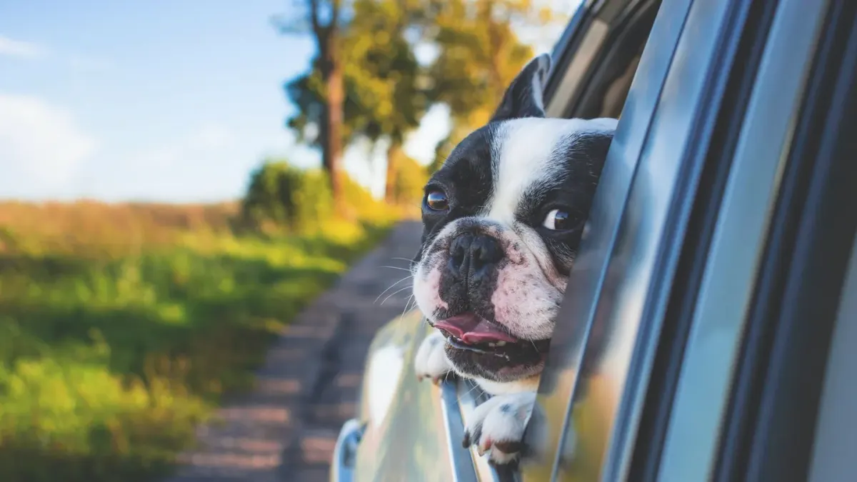 A dog sitting calmly in the back seat of a car during a road trip