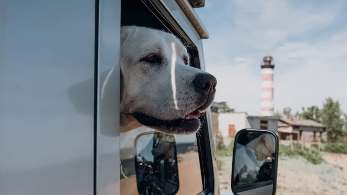 A dog sitting calmly in the back seat of a car looking out the window