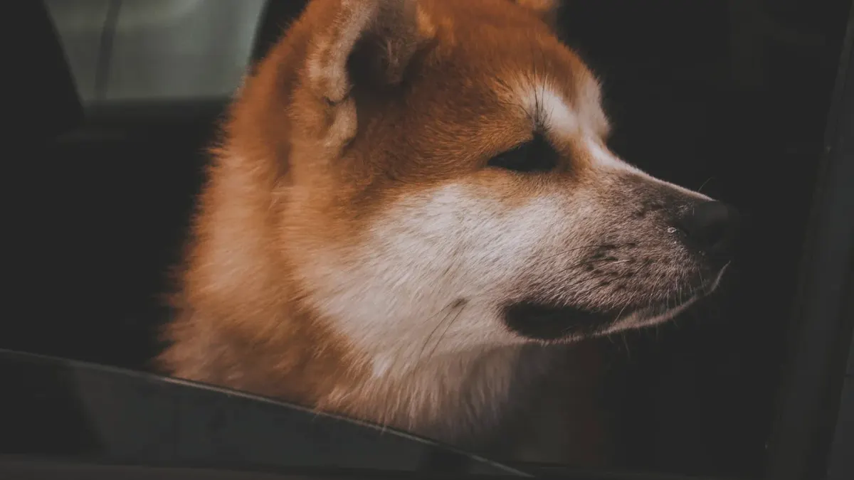 A dog sitting in the back seat of a car, panting with a tense expression