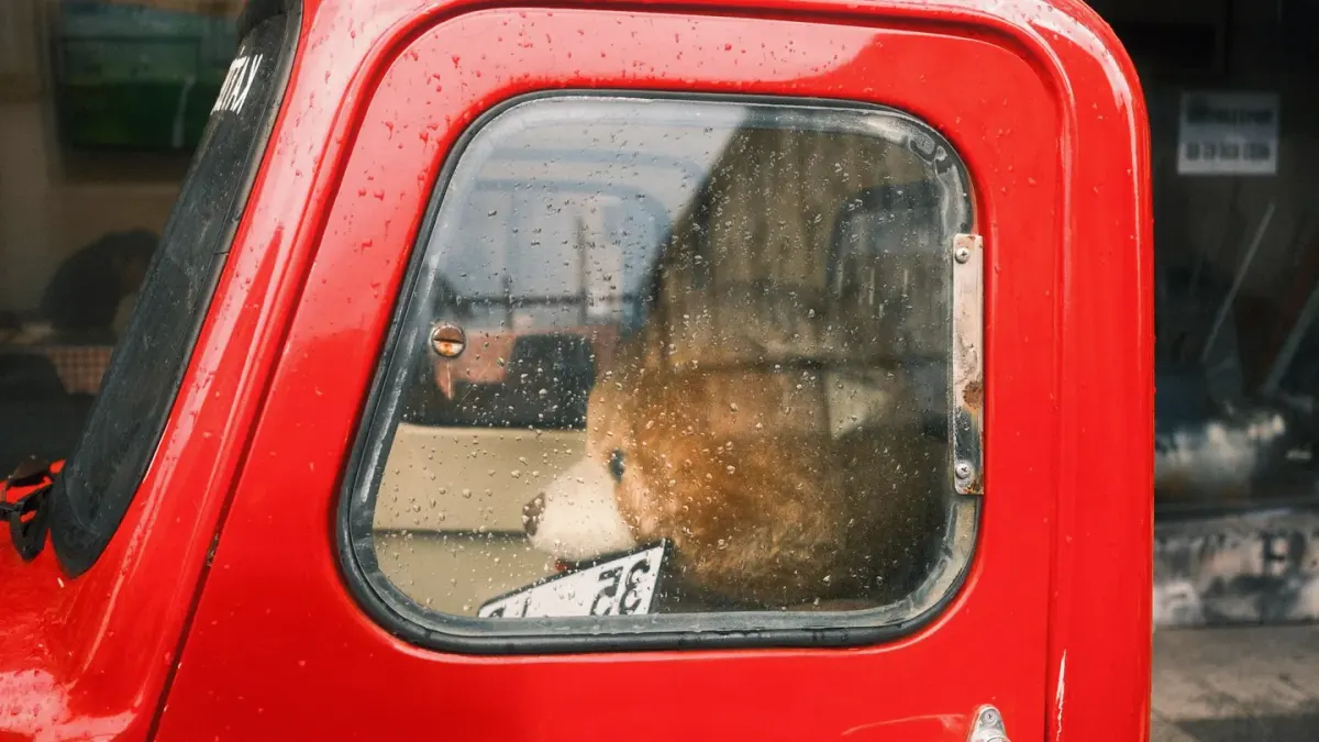 A dog sitting upright in the back seat of a car, looking out the window with an alert expression