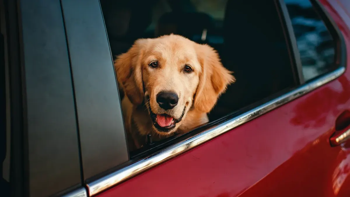 A dog sitting upright in the backseat of a car looking out the window