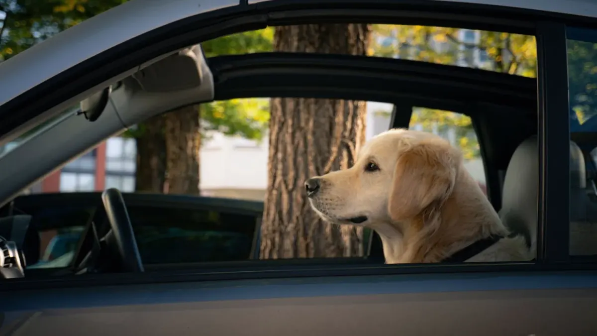 A dog standing stiffly on the backseat of a car, looking toward the window