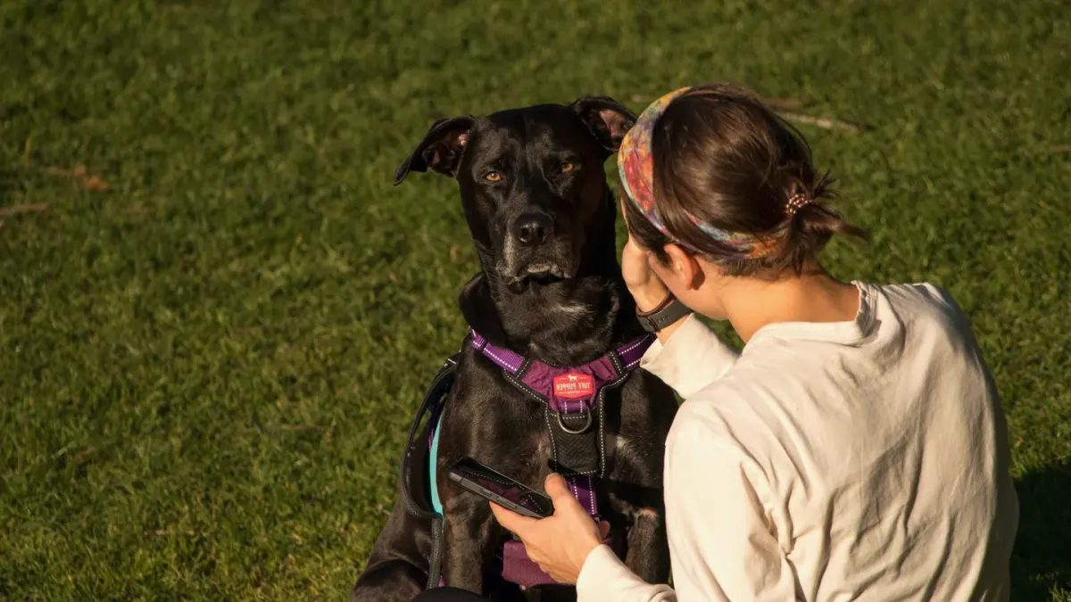A dog wearing a car safety harness clipped into the rear seatbelt