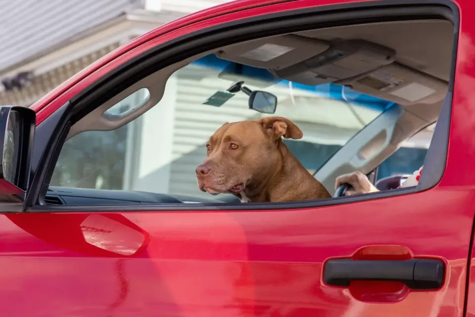 A dog wearing a harness clipped into a seatbelt buckle inside a truck cab