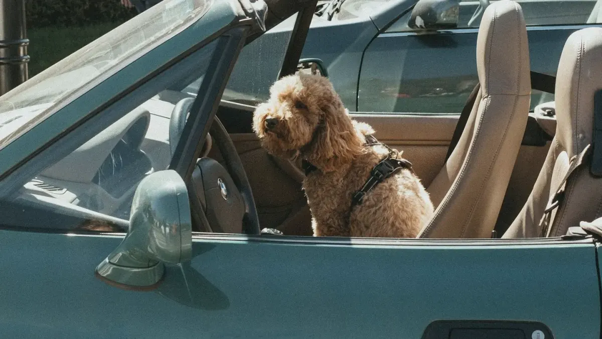 A dog wearing a harness clipped to a seatbelt, sitting upright in the back seat of a car
