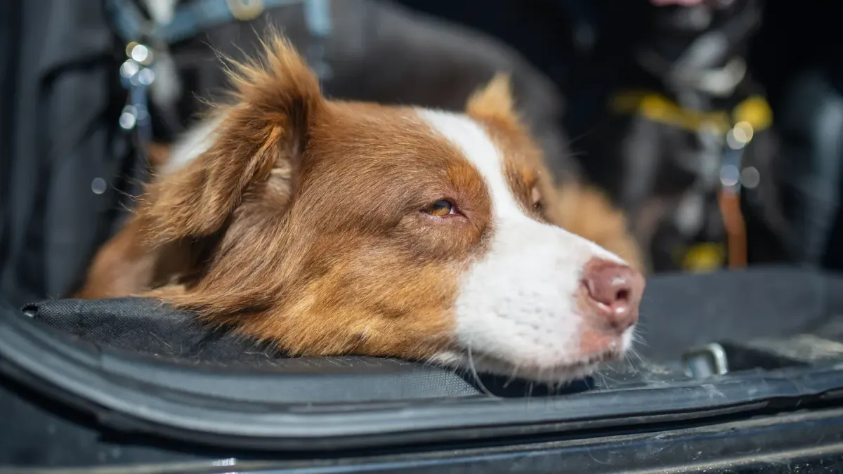 A female dog lying on a travel blanket beside a car door at a highway rest stop