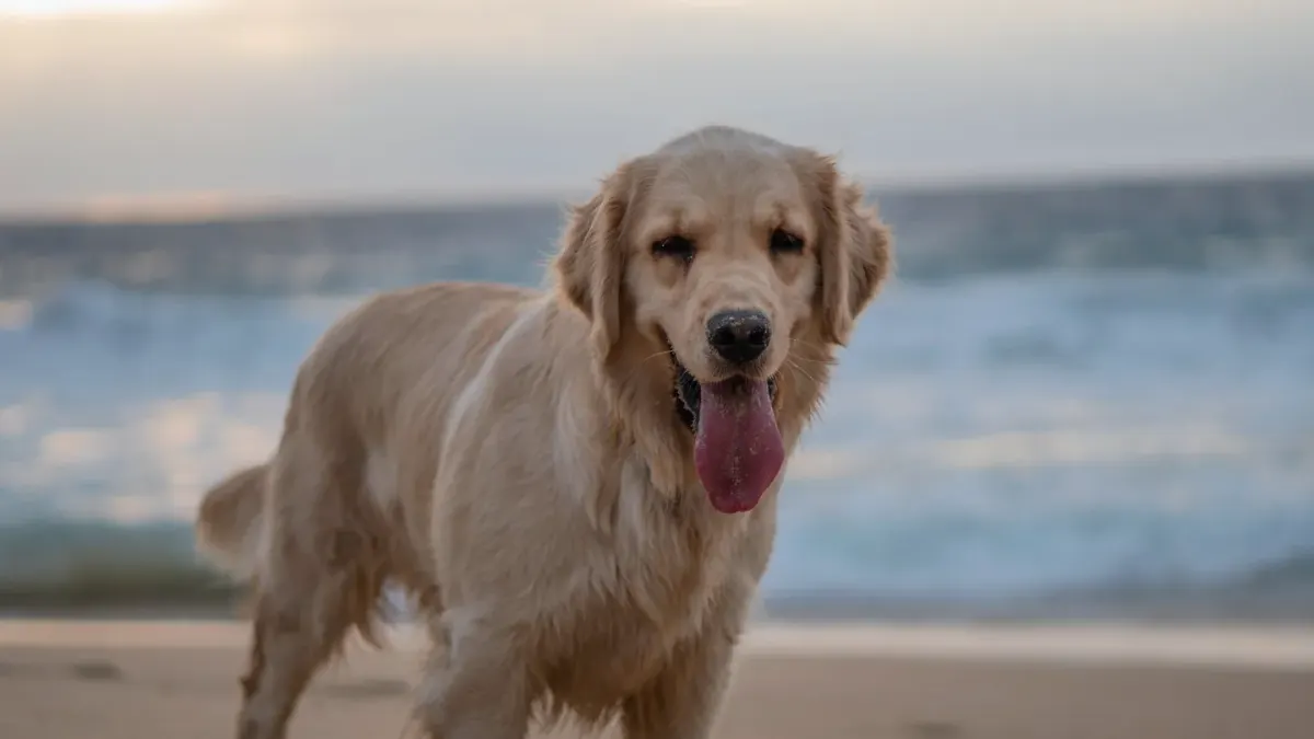 A golden retriever running along the shoreline next to its owner