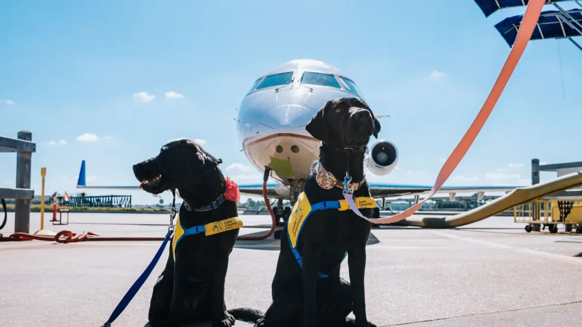 A golden retriever sits on a leash in an airport terminal, calm and alert while awaiting boarding.