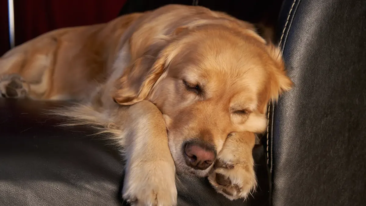 A gray-muzzled golden retriever lying calmly on a dog bed in a living room