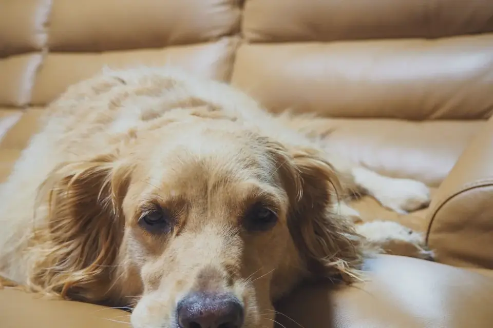 A gray-muzzled golden retriever lying calmly on a dog bed in a living room