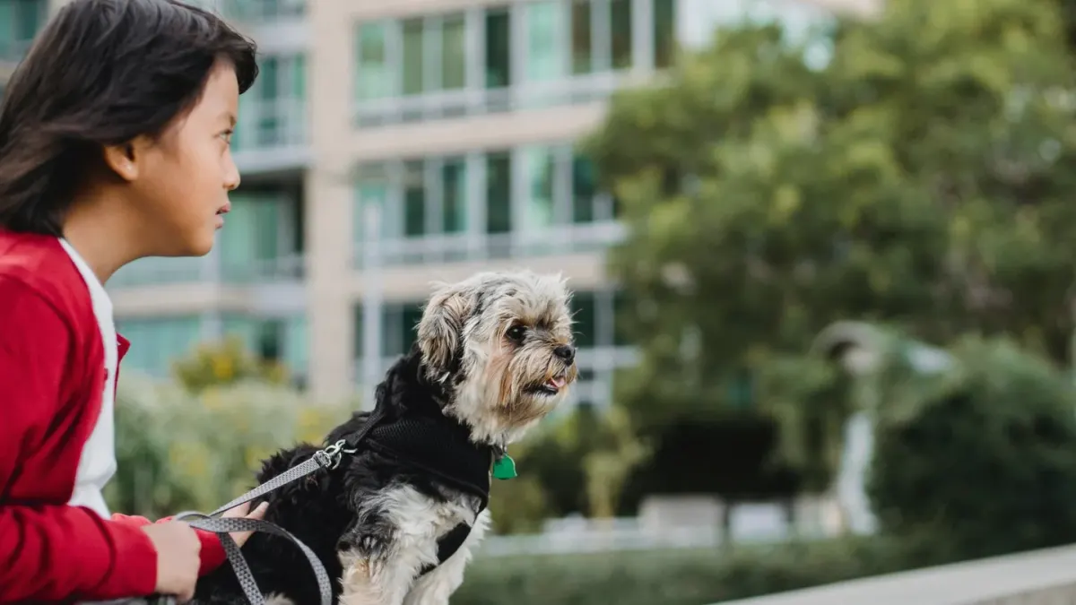 A leashed dog leaning away from a busy sidewalk while its owner holds a short leash
