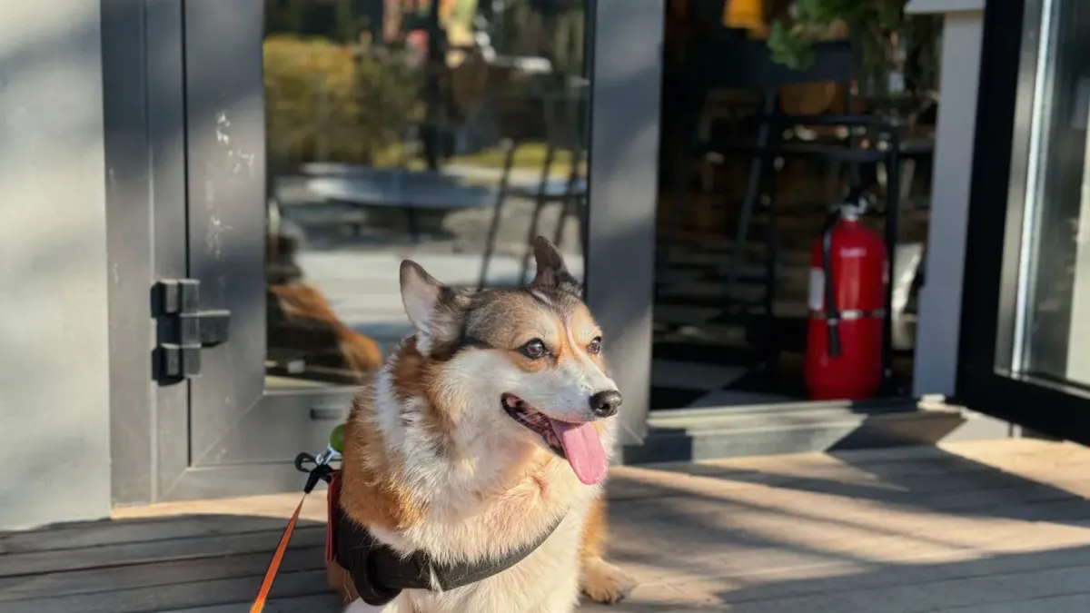 A leashed dog sitting calmly at the threshold of a home's front door