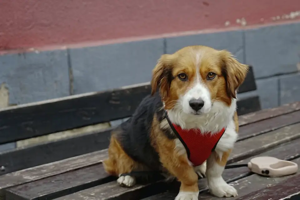 A leashed dog sitting calmly at the threshold of a home's front door