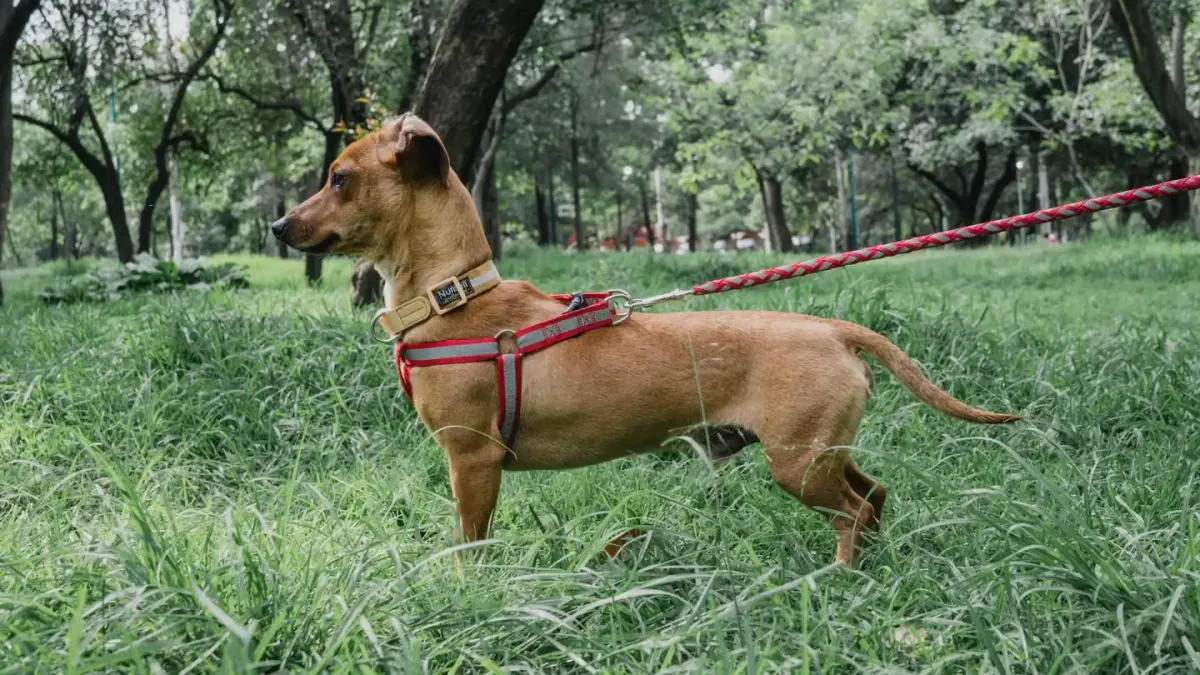A leashed dog sniffing a grassy patch outside an airport terminal