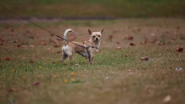 A leashed dog walking across the grass area of a highway rest stop