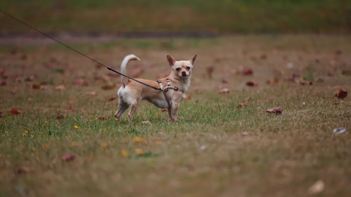 A leashed dog walking across the grass area of a highway rest stop