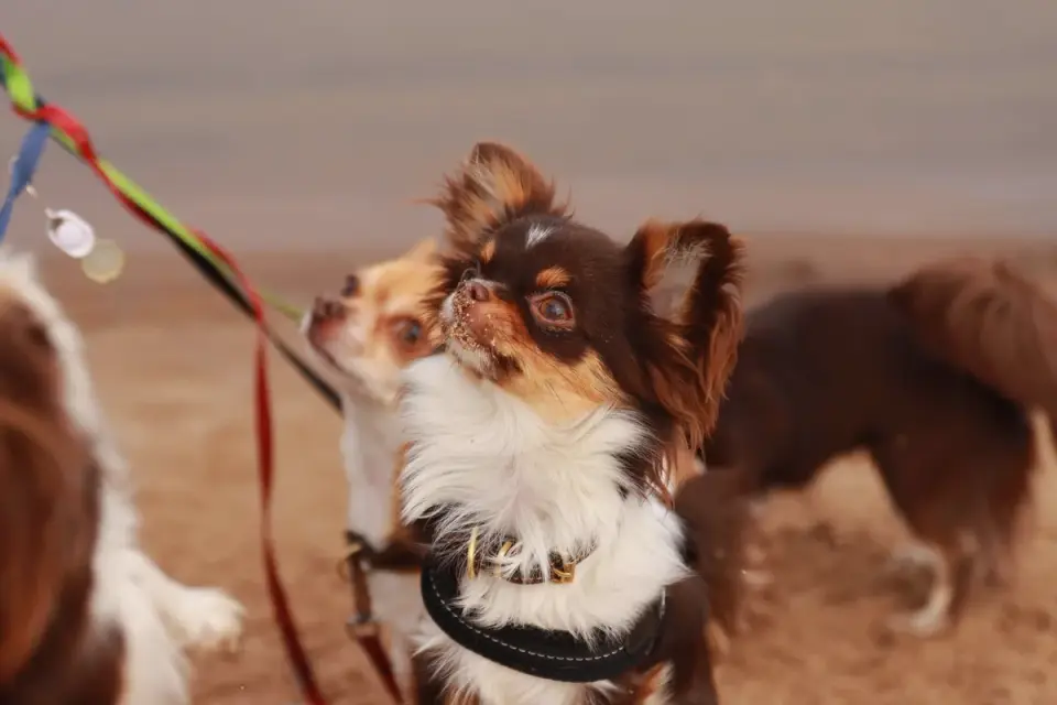 A leashed dog walking past posted beach rules with its owner