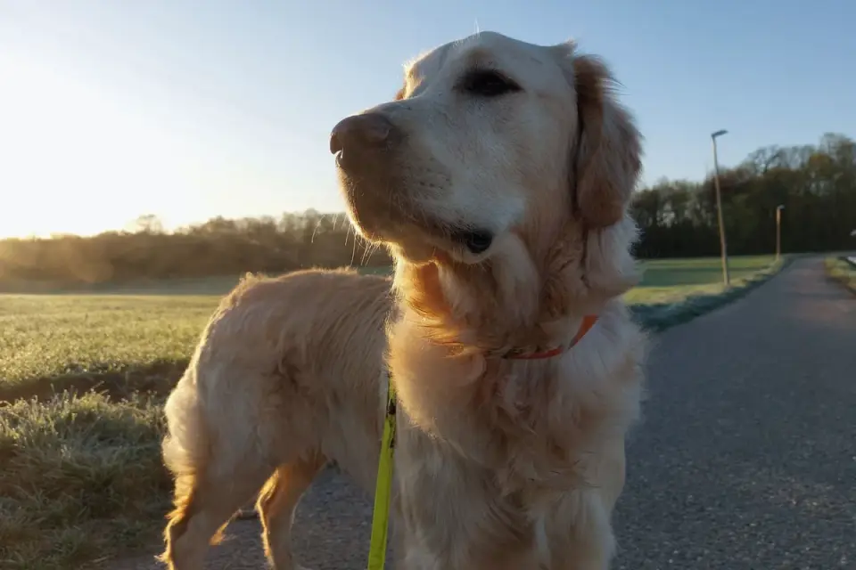 A leashed Golden Retriever walking calmly on a quiet residential street