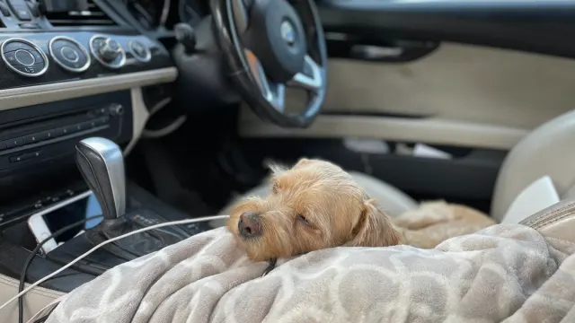 A medium dog sitting calmly in the back seat of a car, secured with a harness attached to a seat belt