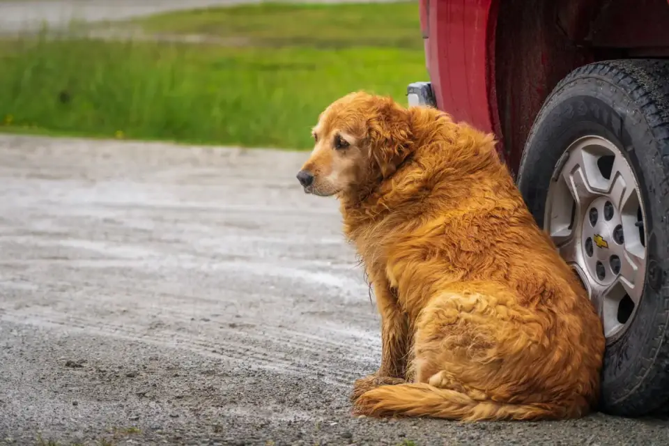 A muddy golden retriever sitting on a quilted seat cover in the back of an SUV