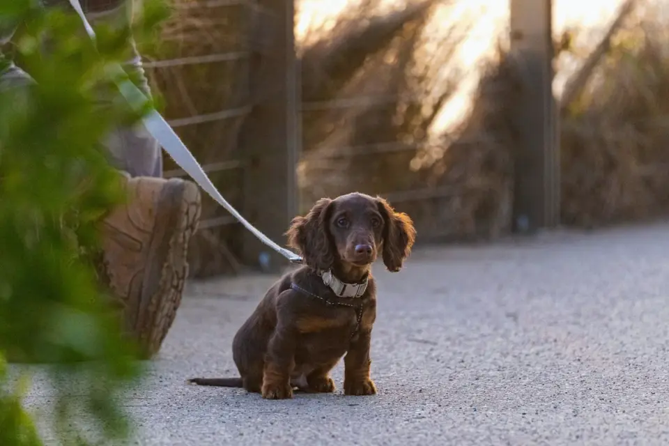 A packed puppy travel kit including a crate, food container, leash, and blanket