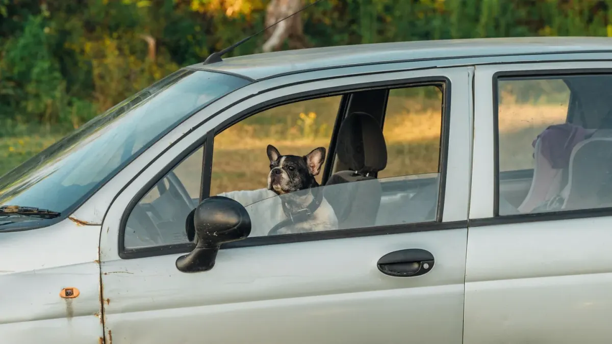 A puppy sitting inside a secured travel crate in the back seat of a car