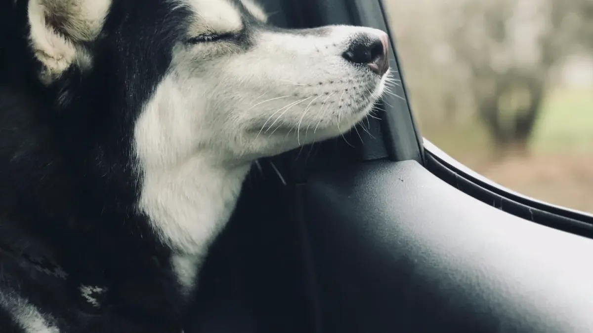 A puppy sitting upright and alert looking out a car window