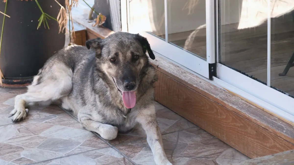 A relaxed dog lying on a living room rug near a seated pet sitter