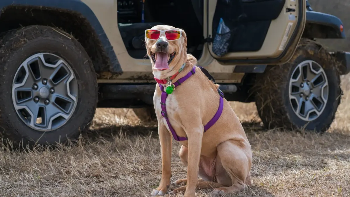 A rescue dog sitting calmly in the back seat of a car, secured with a harness