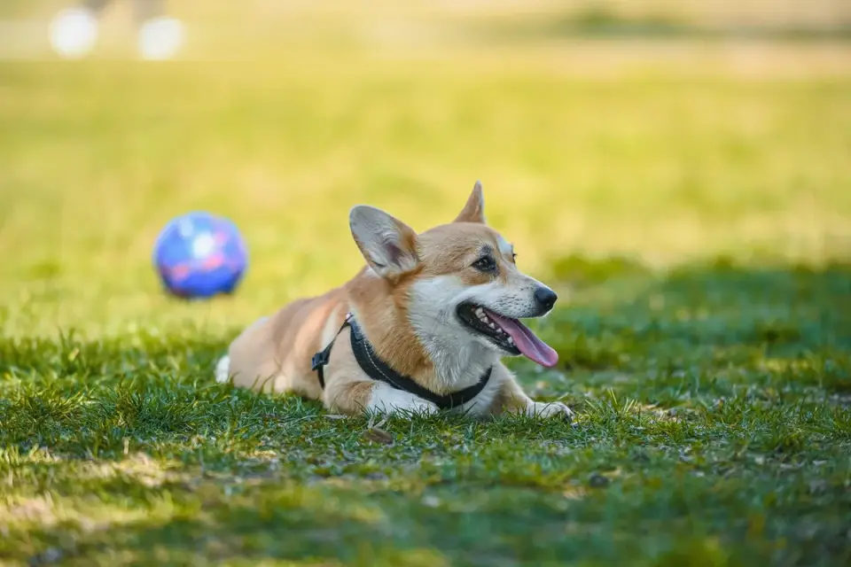 A small dog on a leash stands on artificial grass in an indoor airport pet relief room, with signage visible in the background.