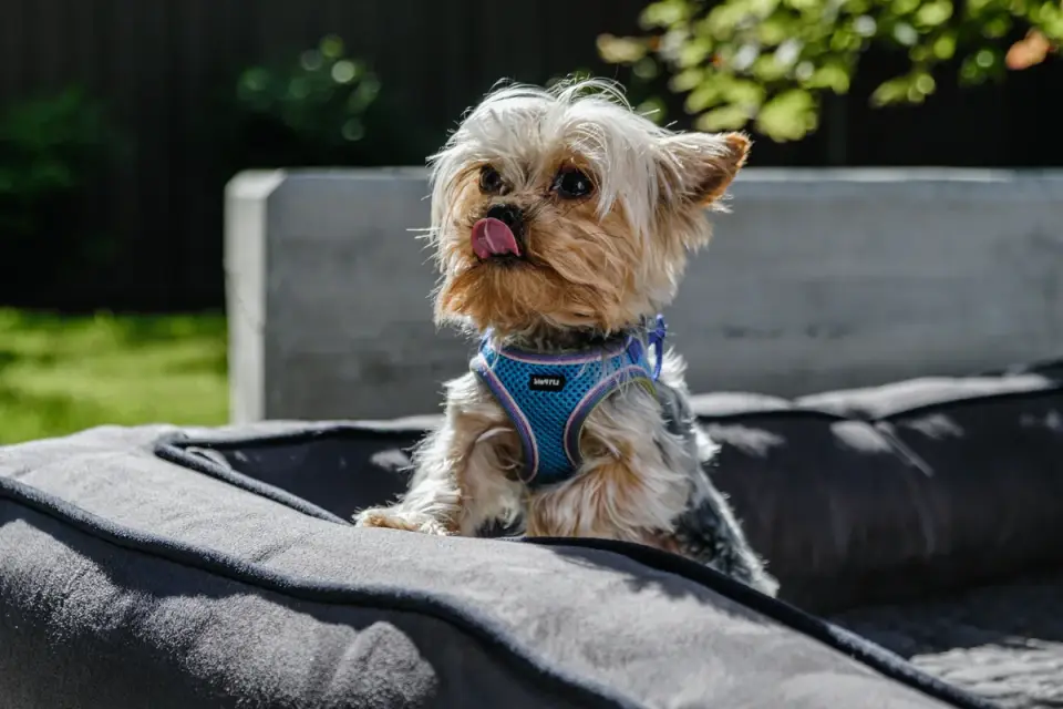 A small dog resting calmly on its bed near a sunlit window